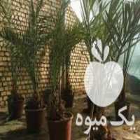 فروش درخت نخل خرما تنه 5 ساله عمده ای اصیل در اصفهان در گروه خرید فروش عمده خرما - کبکاب تازه زاهدی خشک خارک در یکمیوه