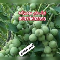 گردو ژنوتیپ برتر مهدیزاده امیر در پارس آباد در گروه خرید فروش نهال - انواع گردو پسته بادام سلطانی انگور در یکمیوه