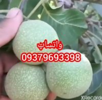 نهال گردو ژنوتیپ برتر دیرگل در خراجو در گروه خرید فروش نهال - انواع گردو پسته بادام سلطانی انگور در یکمیوه