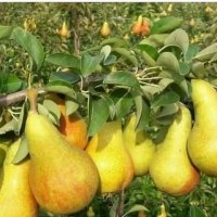 (گلابی)درگز ی اسپادانا دوشیز در خواجه آذربایجان شرقی در گروه خرید فروش نهال - انواع گردو پسته بادام سلطانی انگور در یکمیوه