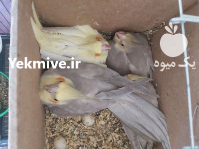 عروس هلندی جفت خورده با 4 تا جوجه در تهران در گروه انواع پرنده - زینتی عروس هما مینا طوطی مرغ عشق در یکمیوه -عکس1