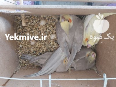 عروس هلندی جفت خورده با 4 تا جوجه در تهران در گروه انواع پرنده - زینتی عروس هما مینا طوطی مرغ عشق در یکمیوه -عکس2