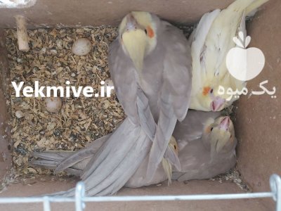 عروس هلندی جفت خورده با 4 تا جوجه در تهران در گروه انواع پرنده - زینتی عروس هما مینا طوطی مرغ عشق در یکمیوه -عکس3