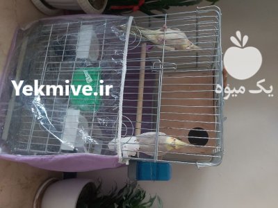 عروس هلندی جفت خورده با 4 تا جوجه در تهران در گروه انواع پرنده - زینتی عروس هما مینا طوطی مرغ عشق در یکمیوه -عکس4