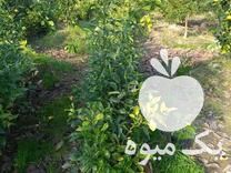 فروش نهال نارنج 1000 تا در تنکابن در گروه خرید فروش نهال - انواع گردو پسته بادام سلطانی انگور در یکمیوه -عکس1