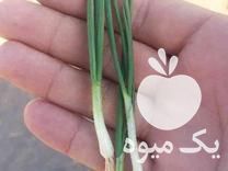 فروش نشا پیاز 5 ماهه و 6 ماهه در اصفهان در گروه خرید فروش نشا - انواع گوجه برنج کاهو پیاز کاری فرنگی در یکمیوه -عکس1