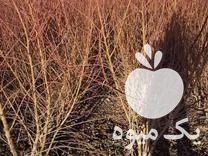 فروش نهال بادام فرانیس تونو در شیراز در گروه خرید فروش نهال - انواع گردو پسته بادام سلطانی انگور در یکمیوه -عکس1