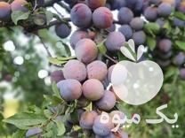 فروش نهال آلو کالیفرنیا در رشت در گروه خرید فروش نهال - انواع گردو پسته بادام سلطانی انگور در یکمیوه -عکس1