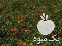 فروش انواع بذر در ملایر در گروه خرید فروش بذر - انواع محصول کشاورزی گوجه کتان میوه درخت در یکمیوه -عکس1