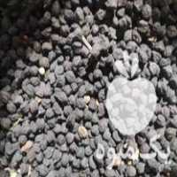 فروش 2 تن نخود سیاه مرغوب در اسدآباد در گروه خرید فروش عمده غلات و حبوبات - لپه عدس نخود لوبیا در یکمیوه