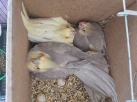 عروس هلندی جفت خورده با 4 تا جوجه در تهران در گروه انواع پرنده - زینتی عروس هما مینا طوطی مرغ عشق در یکمیوه