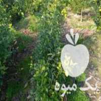 فروش نهال نارنج 1000 تا در تنکابن در گروه خرید فروش نهال - انواع گردو پسته بادام سلطانی انگور در یکمیوه