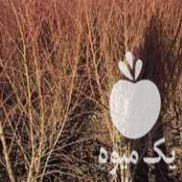 فروش نهال بادام فرانیس تونو در شیراز در گروه خرید فروش نهال - انواع گردو پسته بادام سلطانی انگور در یکمیوه