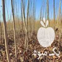 فروش گردو ژنوتیپ 55000 در همدان در گروه خرید فروش نهال - انواع گردو پسته بادام سلطانی انگور در یکمیوه