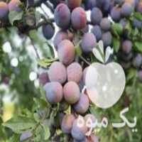 فروش نهال آلو کالیفرنیا در رشت در گروه خرید فروش نهال - انواع گردو پسته بادام سلطانی انگور در یکمیوه