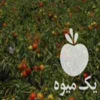 فروش انواع بذر در ملایر در گروه خرید فروش بذر - انواع محصول کشاورزی گوجه کتان میوه درخت در یکمیوه