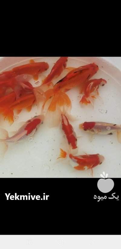 فروش ماهی قرمز عید در رشت در گروه انواع ماهی - سالمون شیر کپور قرمز شوریده سفید گوپی مرکب در یکمیوه -عکس1