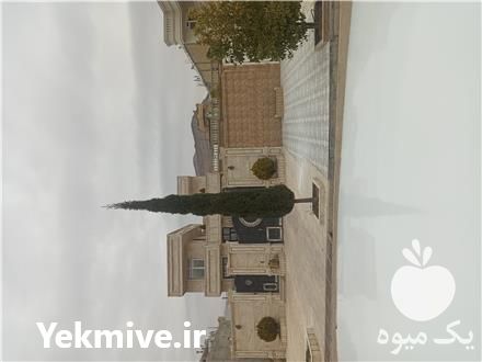 فروش نهال سروناز شیراز در قزوین در گروه خرید فروش نهال - انواع گردو پسته بادام سلطانی انگور در یکمیوه -عکس1