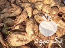 فروش چغندر قند قندی در قزوین در گروه خرید فروش عمده چغندر - قند لبویی قرمز سفید در یکمیوه -عکس1