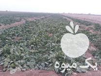 فروش چغندر قند شیرین در خاکعلی در گروه خرید فروش عمده چغندر - قند لبویی قرمز سفید در یکمیوه -عکس1