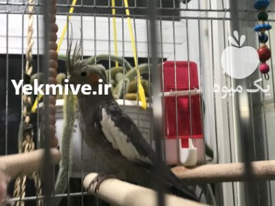 عروس هلندی در تهران در گروه انواع پرنده - زینتی عروس هما مینا طوطی مرغ عشق در یکمیوه -عکس2