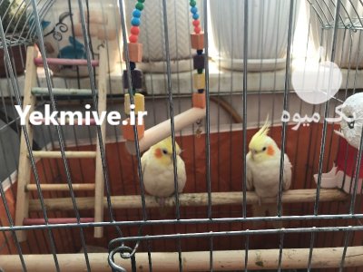عروس هلندی در تهران در گروه انواع پرنده - زینتی عروس هما مینا طوطی مرغ عشق در یکمیوه -عکس3