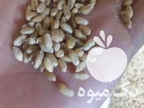 فروش گندم جو تخمه هندوانه و آفتابگردان در آشخانه در گروه خرید فروش عمده گندم و جو - بلغور شیرازی فروش عمده محصول کشاورزی در یکمیوه -عکس1
