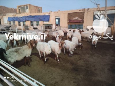 فروش میش آواسی در پیربکران در گروه گاو و گوسفند و میش و بز کهره گوساله سمینتال در یکمیوه -عکس1