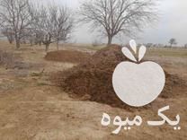 فروش انواع کود حیوانی در چناران در گروه خرید فروش کود و مواد شیمیایی - اوره پتاس مرغی کمپوست آهن در یکمیوه -عکس1