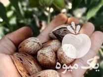 فروش نهال پکان پیوندی گردوی آمریکایی در گرگان در گروه خرید فروش نهال - انواع گردو پسته بادام سلطانی انگور در یکمیوه -عکس1
