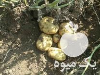 فروش سیب زمینی جیلی مدل 99 بذری و خوراکی در قروه در گروه خرید فروش عمده سیب زمینی - زودرس دیررس آگریا اسپریت اردبیل همدان در یکمیوه -عکس1