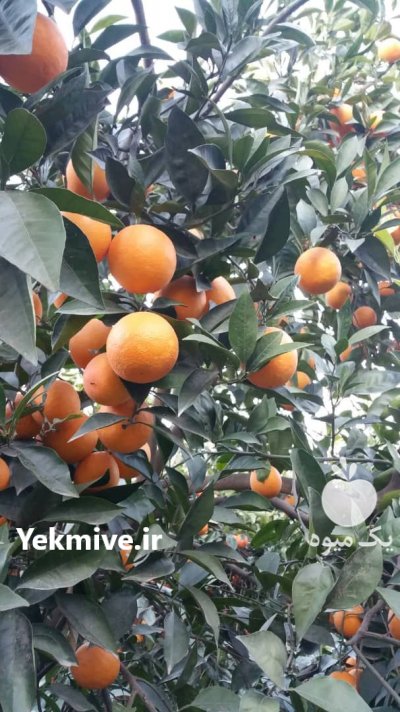 فروش عمده پرتقال با قیمت مناسب در بندرگز در گروه خرید فروش عمده پرتقال - پرتقال رسمی تامسون خونی جنوب در یکمیوه -عکس1