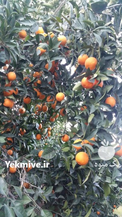 فروش عمده پرتقال با قیمت مناسب در بندرگز در گروه خرید فروش عمده پرتقال - پرتقال رسمی تامسون خونی جنوب در یکمیوه -عکس2