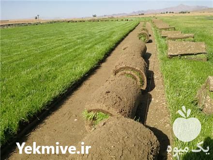 فروش تولید چمن رول طبیعی در تهران در گروه خرید فروش عمده سایر محصولات زراعی سر زمین در یکمیوه -عکس1