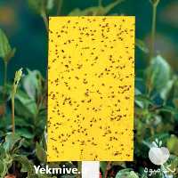 فروش صادراتی کارت جذب کننده حشرات در سمنان در گروه خرید فروش لوازم باغبانی - خرید فروش نو دست دوم در یکمیوه