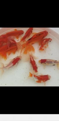 فروش ماهی قرمز عید در رشت در گروه انواع ماهی - سالمون شیر کپور قرمز شوریده سفید گوپی مرکب در یکمیوه