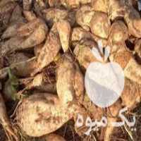 فروش چغندر قند قندی در قزوین در گروه خرید فروش عمده چغندر - قند لبویی قرمز سفید در یکمیوه