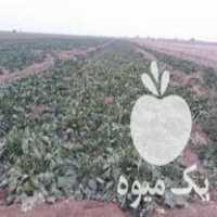 فروش چغندر قند شیرین در خاکعلی در گروه خرید فروش عمده چغندر - قند لبویی قرمز سفید در یکمیوه