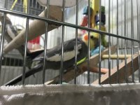 عروس هلندی در تهران در گروه انواع پرنده - زینتی عروس هما مینا طوطی مرغ عشق در یکمیوه