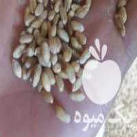 فروش گندم جو تخمه هندوانه و آفتابگردان در آشخانه در گروه خرید فروش عمده گندم و جو - بلغور شیرازی فروش عمده محصول کشاورزی در یکمیوه