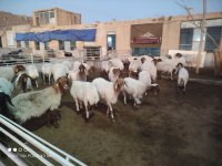 فروش میش آواسی در پیربکران در گروه گاو و گوسفند و میش و بز کهره گوساله سمینتال در یکمیوه