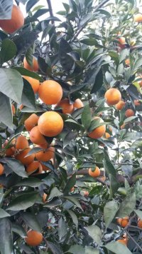 فروش عمده پرتقال با قیمت مناسب در بندرگز در گروه خرید فروش عمده پرتقال - پرتقال رسمی تامسون خونی جنوب در یکمیوه