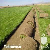 فروش تولید چمن رول طبیعی در تهران در گروه خرید فروش عمده سایر محصولات زراعی سر زمین در یکمیوه