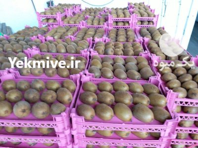 فروش کیوی هایوارد در تنکابن در گروه خرید فروش عمده کیوی - صادراتی مازندران تنکابن تالش در یکمیوه -عکس1