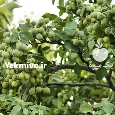 نهالستان مهدیزاده در اردبیل در گروه خرید فروش نهال - انواع گردو پسته بادام سلطانی انگور در یکمیوه -عکس3