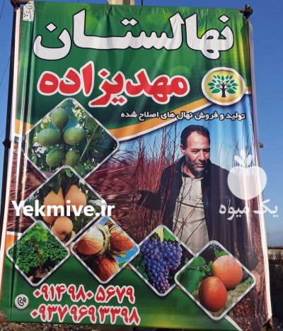 نهالستان مهدیزاده در اردبیل در گروه خرید فروش نهال - انواع گردو پسته بادام سلطانی انگور در یکمیوه -عکس4