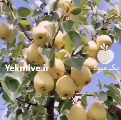 نهالستان مهدیزاده در ارومیه در گروه خرید فروش نهال - انواع گردو پسته بادام سلطانی انگور در یکمیوه -عکس1