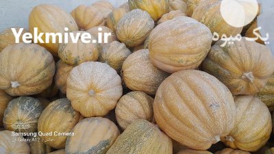 کدو عمانی در همدان در گروه خرید فروش عمده کدو تنبل - حلوایی سبز سفید نارنجی در یکمیوه -عکس2
