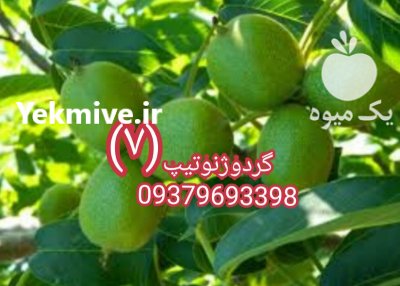 نهال (گردو ژنوتیپ ) در تکاب در گروه خرید فروش نهال - انواع گردو پسته بادام سلطانی انگور در یکمیوه -عکس2