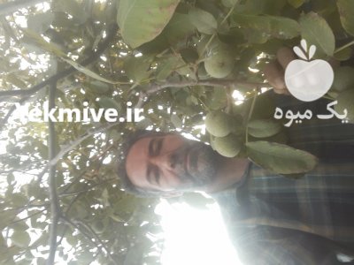 نهال (گردو ژنوتیپ ) در تکاب در گروه خرید فروش نهال - انواع گردو پسته بادام سلطانی انگور در یکمیوه -عکس3